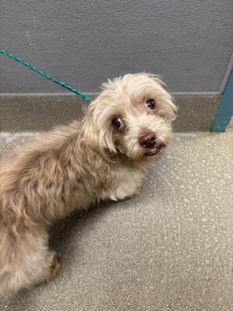 QUETZAL - Maltese available for adoption