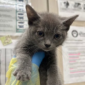 *ONYX - Domestic Short Hair available for adoption