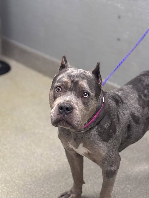 *TEQUILA - Pit Bull Terrier available for adoption