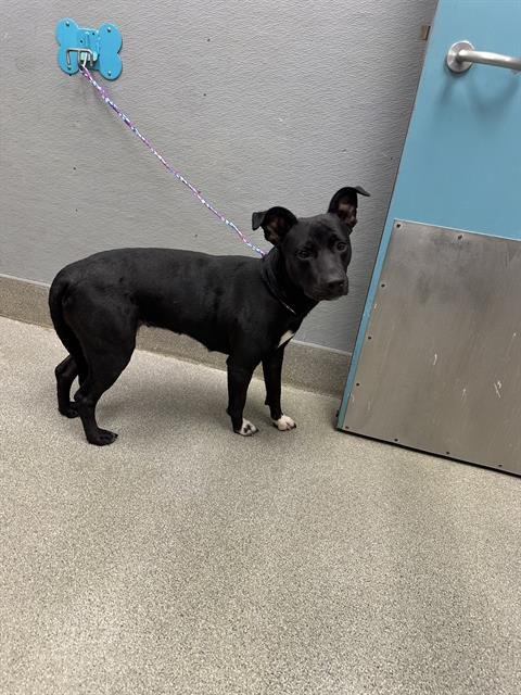 GEORGIA - Bull Terrier available for adoption