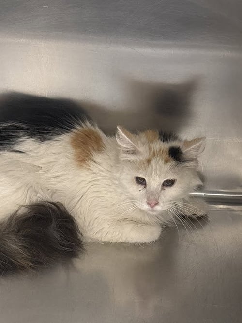 *RAISINETTE - Domestic Medium Hair for adoption in North Las Vegas