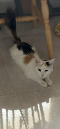 *RAISINETTE - Photo 1
