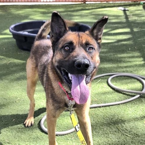 *TALESPIN - German Shepherd Dog available for adoption
