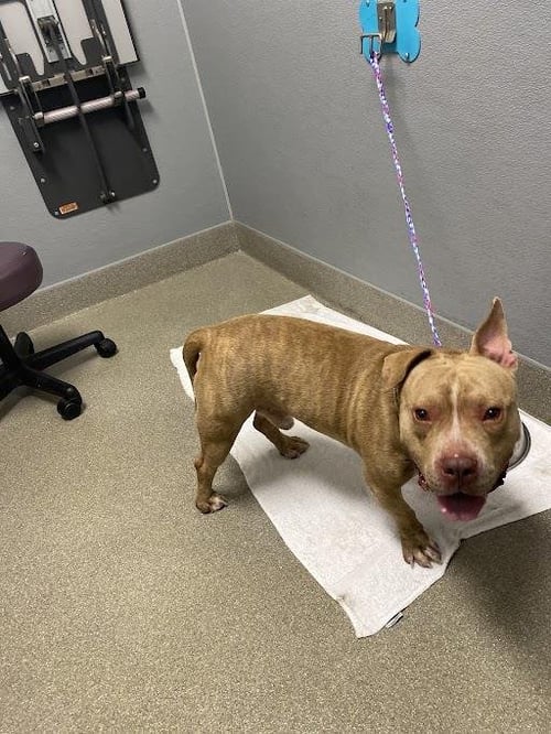ARES - American Bulldog available for adoption