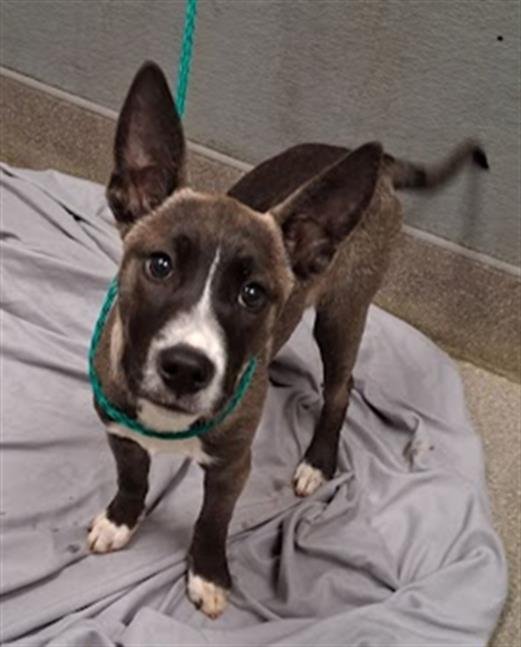 *BLOSSOM - German Shepherd Dog available for adoption