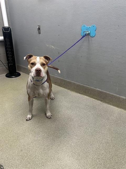 KOA - Pit Bull Terrier available for adoption