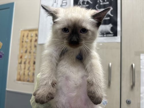 *CONNIE - Siamese available for adoption