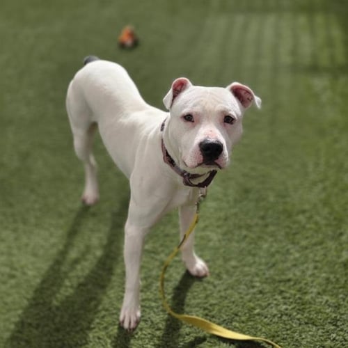*ZIPADEEDOODAH - Pit Bull Terrier available for adoption
