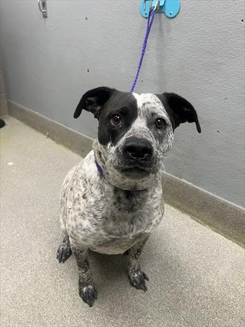 DOTS - Australian Cattle Dog/Blue Heeler available for adoption