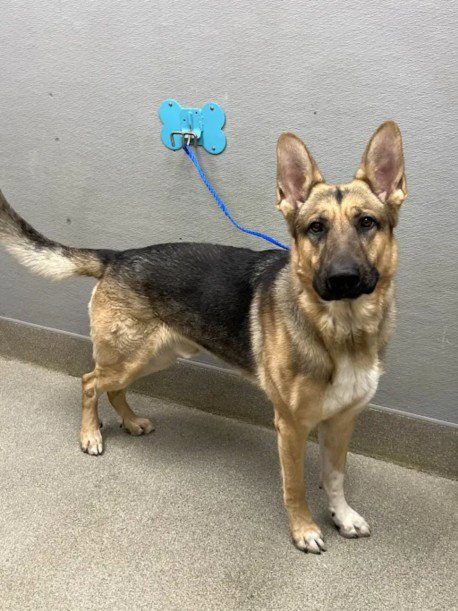 ZEUS - German Shepherd Dog available for adoption