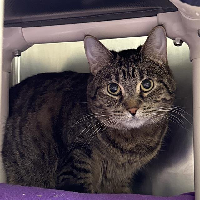 MAVIS - Domestic Short Hair available for adoption