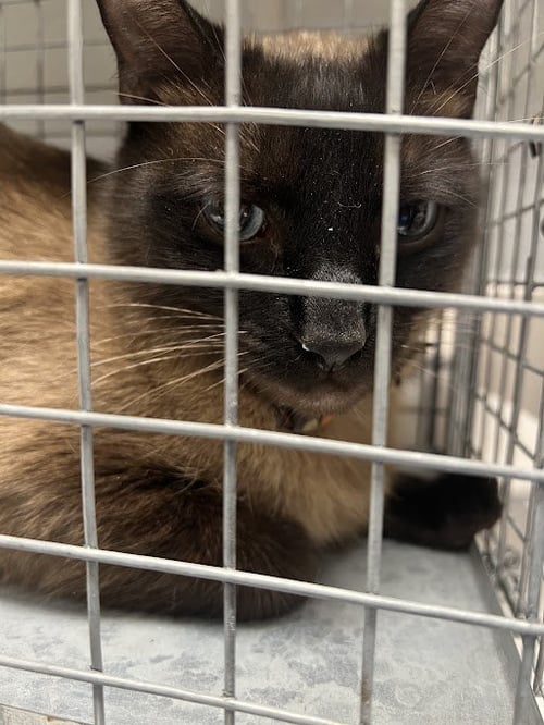 MAIZE - Domestic Short Hair available for adoption