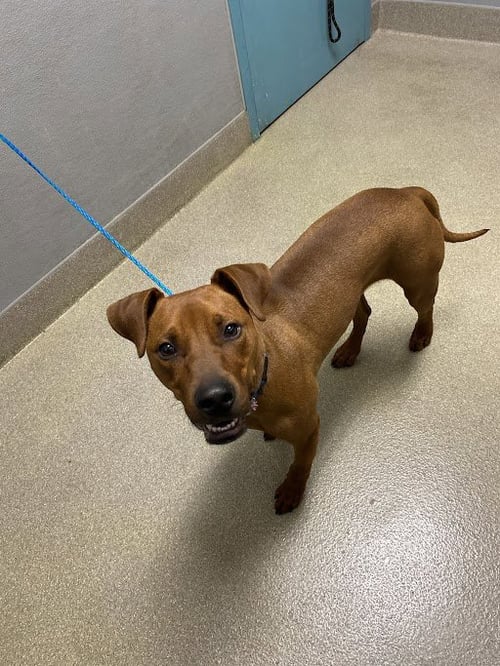 MILO - Pit Bull Terrier / Vizsla available for adoption