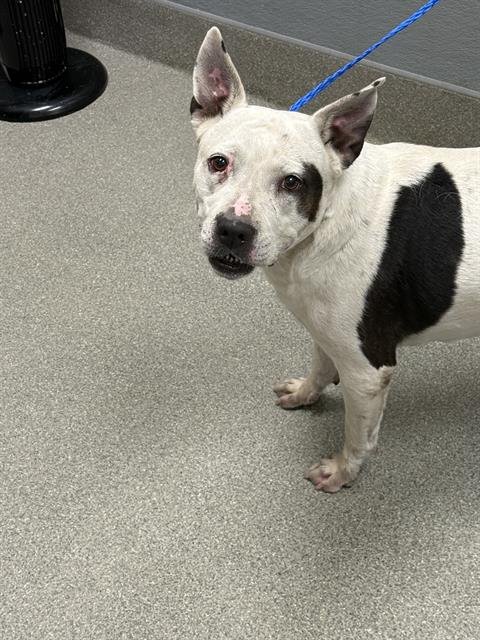 *GAIA - Pit Bull Terrier available for adoption