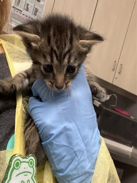 *BRIAR PATCH - Domestic Short Hair available for adoption