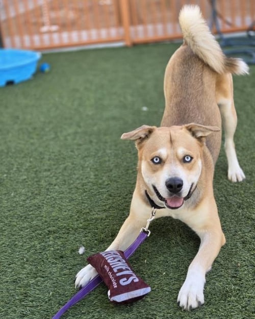 *GUS GUS - Pit Bull Terrier available for adoption