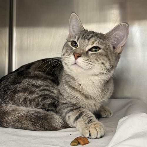 BABY BOOTS - Domestic Short Hair available for adoption