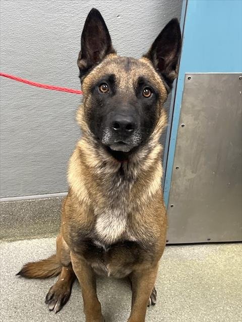 *PRINCE WILLIAM - Belgian Shepherd Malinois available for adoption