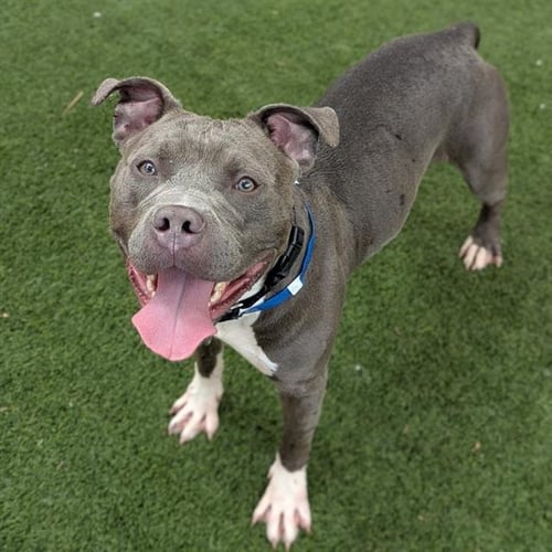 *BABY BOY - Pit Bull Terrier available for adoption