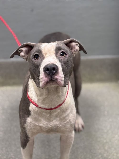 *DROPLET - Pit Bull Terrier available for adoption