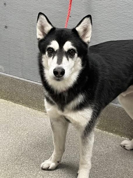 BENNY - Siberian Husky available for adoption