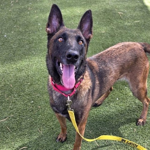 NAUGHTY - Belgian Shepherd Malinois available for adoption