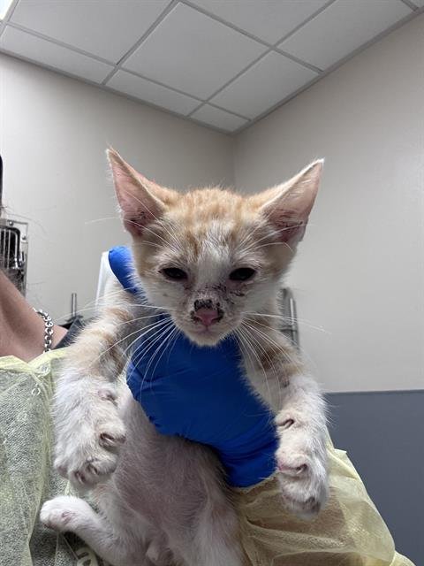 *GRITS - Domestic Short Hair for adoption in North Las Vegas