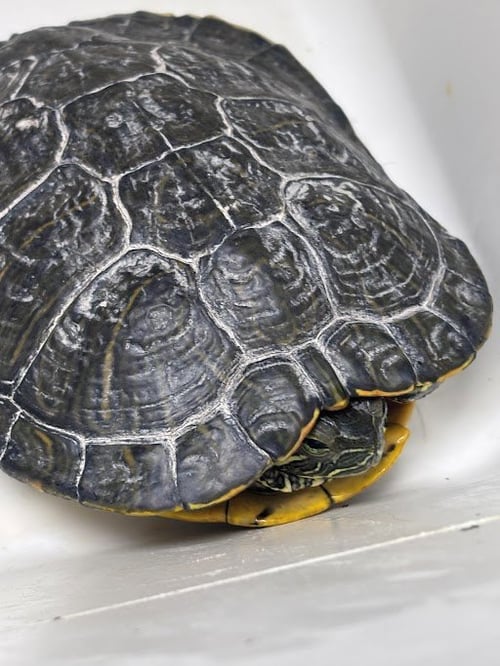 *ANJELIENE - Turtle available for adoption