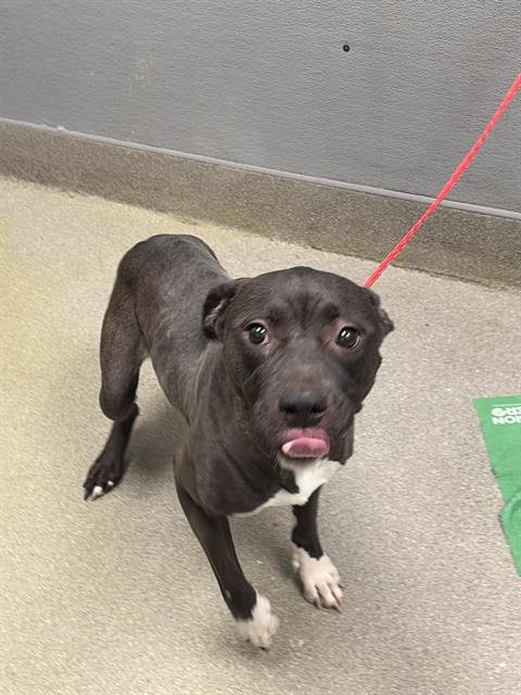 NYLA - Cane Corso Mastiff available for adoption