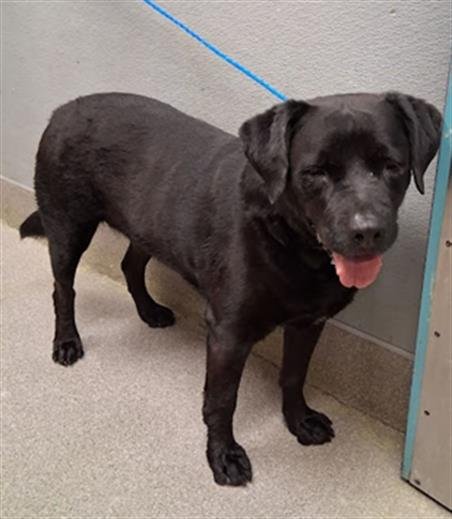 CHOP - Labrador Retriever available for adoption