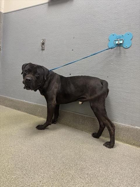 *DIESEL - Cane Corso Mastiff available for adoption