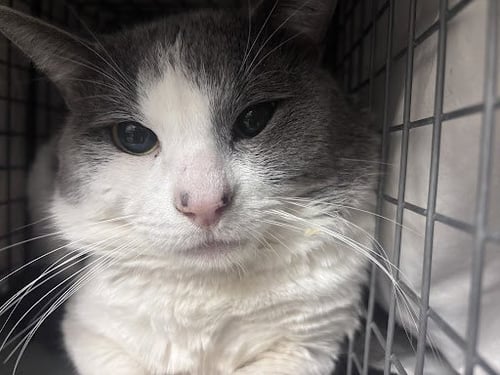 *POPCORN - Domestic Short Hair available for adoption