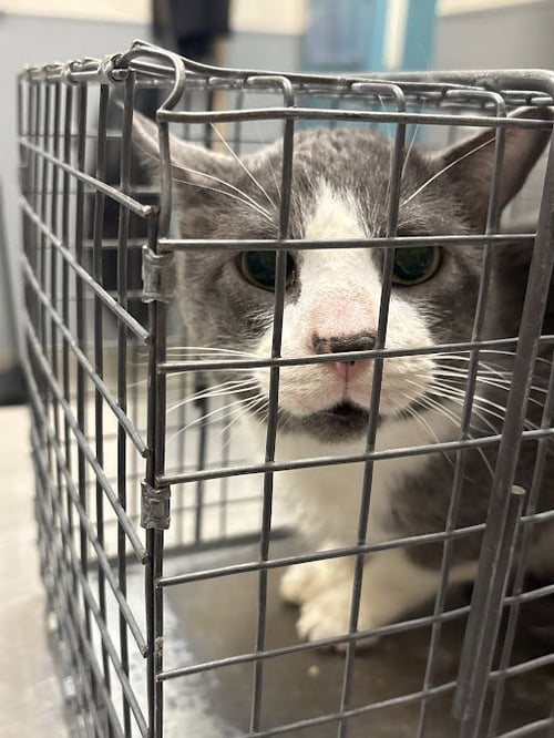 NOX - Domestic Short Hair available for adoption