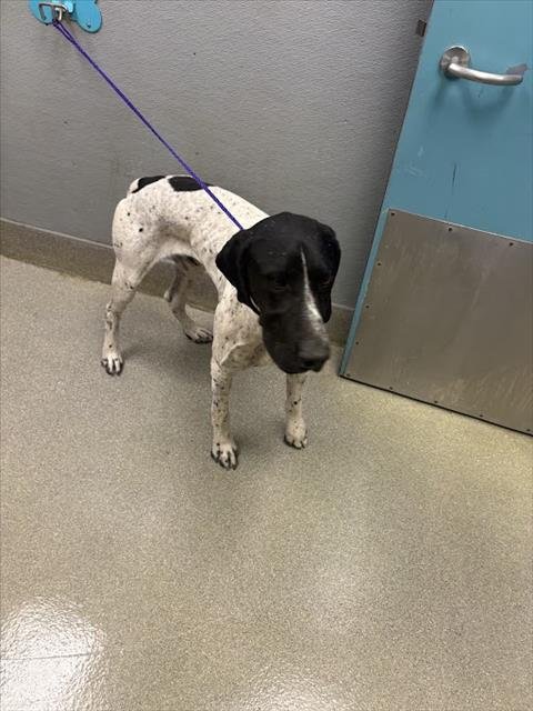 *BRAVE LIL TOASTER - English Pointer available for adoption