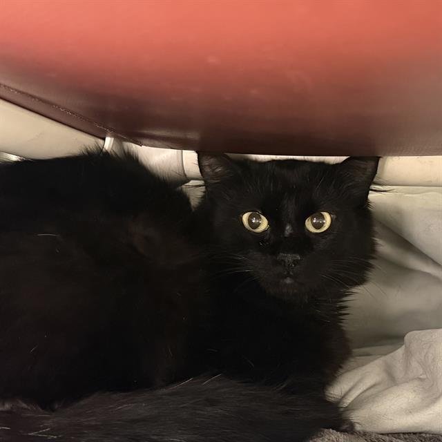 *DAISY - Domestic Short Hair available for adoption