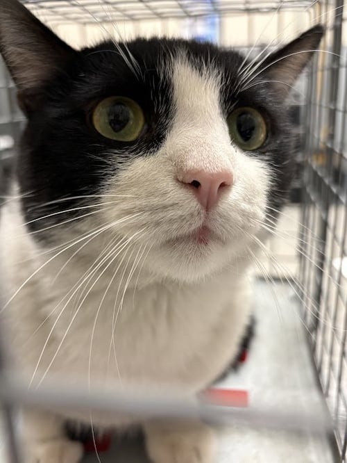 *DANNY - Domestic Short Hair available for adoption