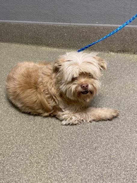 BUDDY - Shih Tzu available for adoption