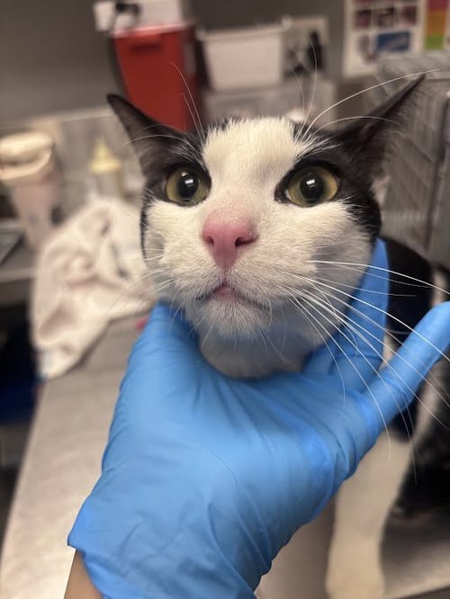 ZUZU - Domestic Short Hair available for adoption