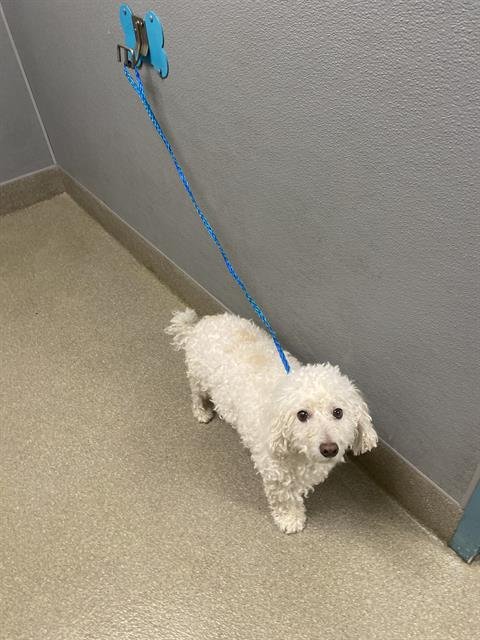 ACE VALENTINE - Poodle (Standard) available for adoption