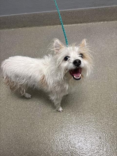 *LEO - Terrier available for adoption