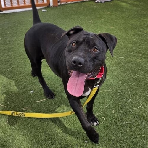 *BIG BABY - Pit Bull Terrier available for adoption
