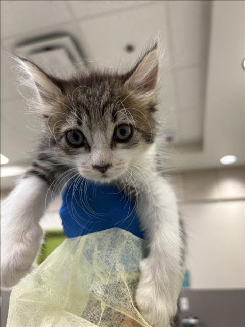 *GRACE - Domestic Short Hair available for adoption
