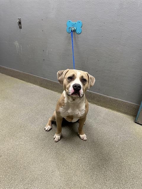 *MOJO - Pit Bull Terrier available for adoption