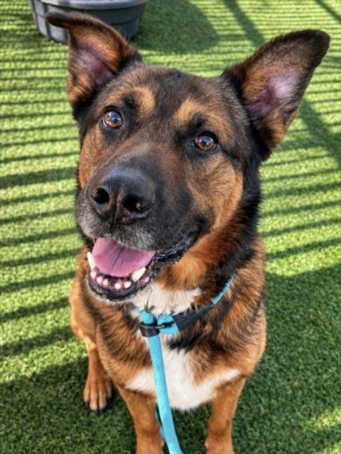 JAX - German Shepherd Dog available for adoption