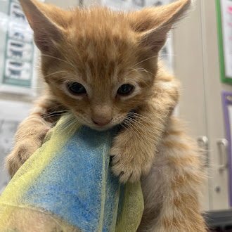 *FRANKIE - Domestic Short Hair available for adoption