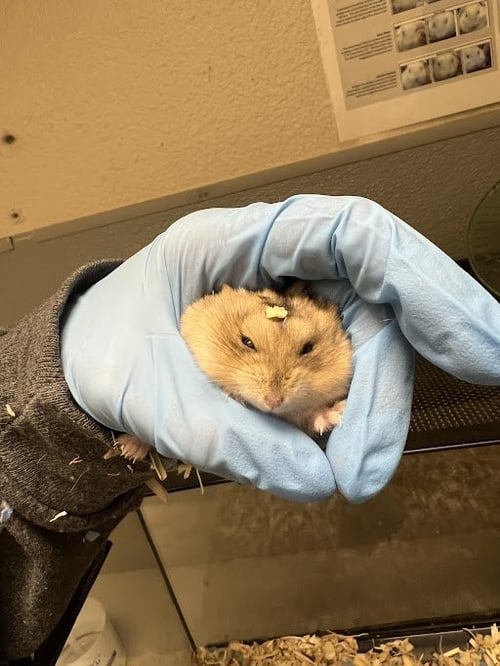 *CHESTER - Hamster available for adoption