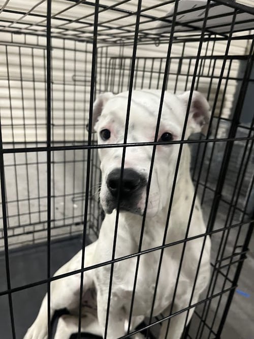 *PRINCESS - Dalmatian available for adoption