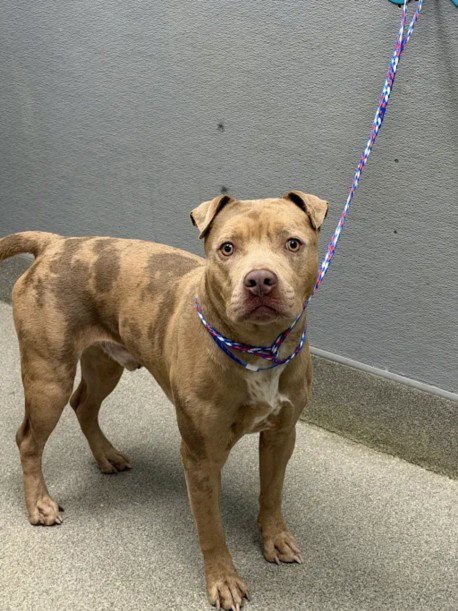 *TYKO - Pit Bull Terrier available for adoption
