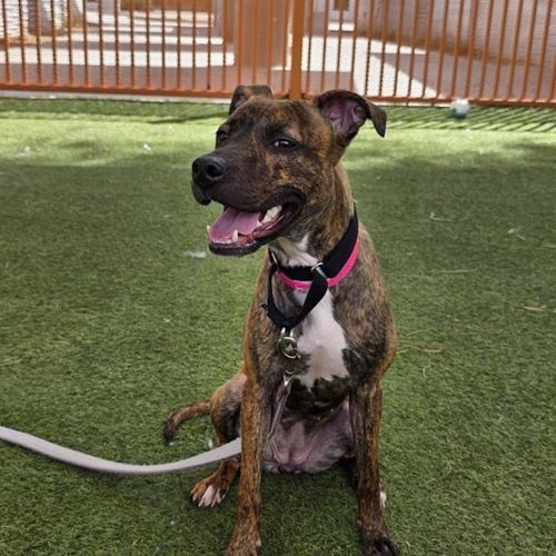 *MONA STANGLEY - Pit Bull Terrier available for adoption