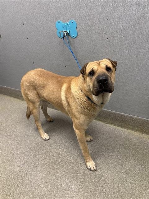 OSO - Mastiff available for adoption
